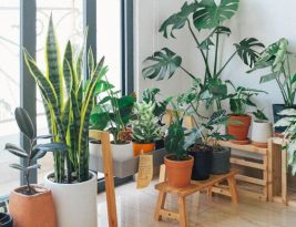 Are Indoor Plants Beneficial for Family Health?